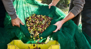 Scopri di più sull'articolo La raccolta delle olive
