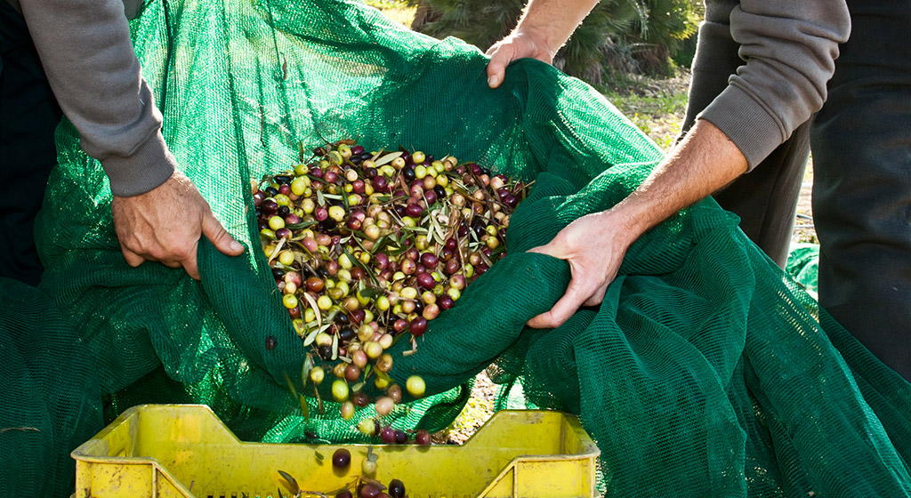 Al momento stai visualizzando La raccolta delle olive